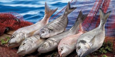 Su ürünleri ihracatı, yılın ilk yarısında 829 milyon dolara ulaştı