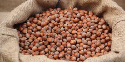 Türkiye fındık ihracatından 11 ayda 1,7 milyar doları aşkın gelir elde etti