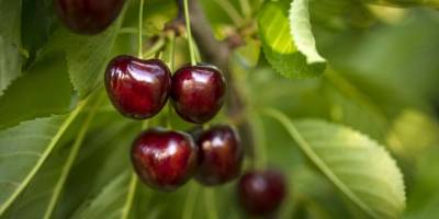 Türkiye'nin kiraz ihracatı 205 milyon dolara ulaştı