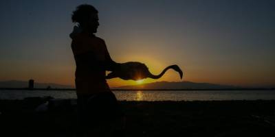 İzmir'de halkalanan yavru flamingoların yaşamı takip edilecek