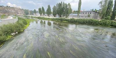Suyu azalan Ardahan'daki Kura Nehri'nde kum adacıkları ve yosunlar oluştu
