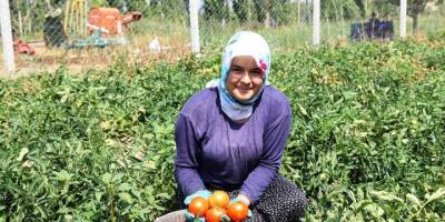 Çubuk'ta domates hasadına başlandı