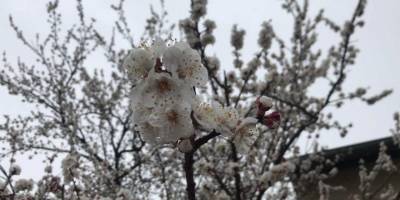 Çiçek açan kayısı ağaçları donma tehlikesi altında
