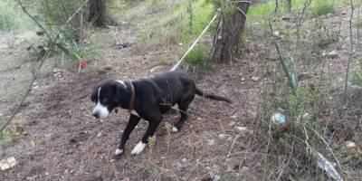 Köpeği ormanda ağaca bağlayıp ölüme terk ettiler