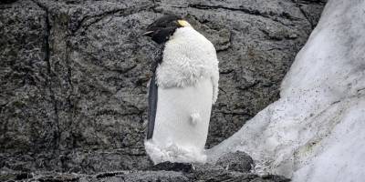 Küresel ısınma "Beyaz Kıta'nın imparatoru"nu tehdit ediyor