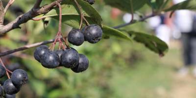 Yalova'da tescilli "Yalova aronyası" için hasat şenliği düzenlendi