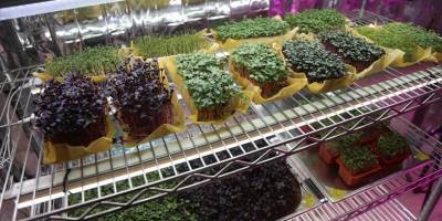 Topraksız üretilen sebze filizlerinin kendisi küçük, besin değeri büyük