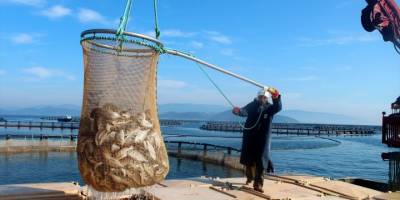 Muğla'dan 94 ülkeye su ürünleri satılıyor