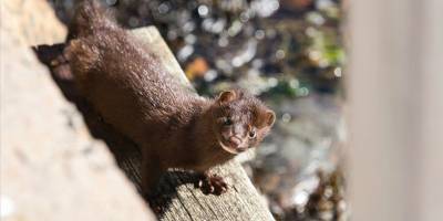 Finlandiya'da kuş gribi görülen kürk çiftliklerindeki tüm hayvanlar itlaf edilecek