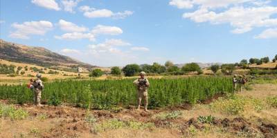 Diyarbakır'da 2 ton 121 kilogram esrar, 13 milyon 514 bin 550 kök kenevir bitkisi ele geçirildi