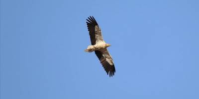 Kırmızı listedeki küçük akbabalar Iğdır'da yoğun popülasyona sahip