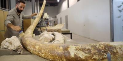 7,5 milyon yıllık zürafa, at ve fil fosilleri sergilenmeye hazırlanıyor