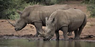 Beyaz gergedanların sayısı 2012'den bu yana tekrar artışa geçti