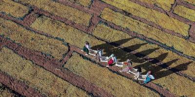 Afetzede kayısı üreticilerine 1 milyar liranın üzerinde hasar ödemesi gerçekleştirildi