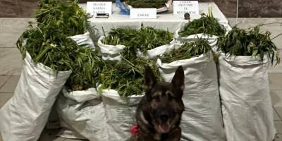 Kütahya'da uyuşturucu operasyonunda 41 kilogram esrar ele geçirildi