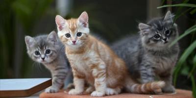 Kimliklendirilen ev hayvanı sayısı 2 milyonu aştı