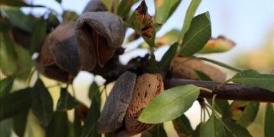 Elazığ'da 472 bin ağaçta badem hasadı başladı