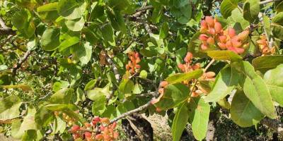 Manisa'da aşılanan menengiç ağaçlarından Antep fıstığı hasadı sürüyor