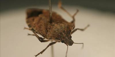 Ziraatçılardan "Bu böceği gördüğünüz yerde öldürün" uyarısı