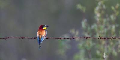 Van ve çevre illerde kuşların konakladığı 50'ye yakın alanın koruma planları hazırlandı