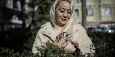 Gelincikler "resmen" eve girmeye başladı