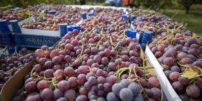 Sakarya'da hasadı yapılan üzüm çevre illere gönderiliyor