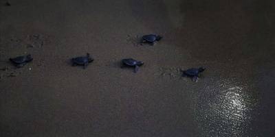 İztuzu sahilinde yaklaşık 35 bin caretta caretta mavi sularla buluştu