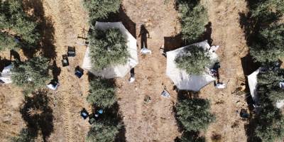 Muğla'da yetiştirilen zeytin ve zeytinyağı birçok ailenin geçim kaynağı