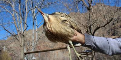 Nesli tükenen türlerden biriydi