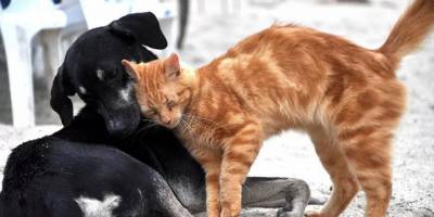 Hayvanlar için dünyanın ilk koronavirüs aşısı Rusya’da tescil edildi