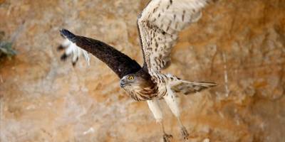 Nesli tehlike altındaki yılan kartalı Antalya'da tedavi edildi