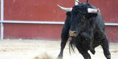 Muğla'da boğanın saldırısıyla ağır yaralanan kişi öldü