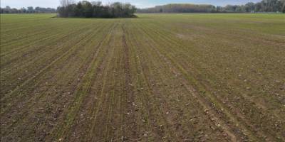 Trakya'da etkili olan yağışlar buğday tohumlarının filizlenmesine yetti