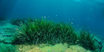 Göcek Körfezi'ne deniz çayırı ekimi yapıldı