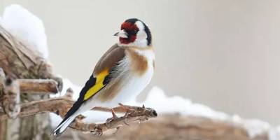 Adana'da saka kuşu avlayan kişiye 40 bin 816 lira ceza kesildi