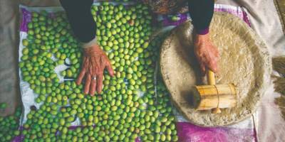 Geleneksel zeytin yetiştiriciliği UNESCO listesine alındı
