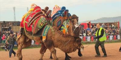 Bayındır'da deve güreşi şenliği yapıldı