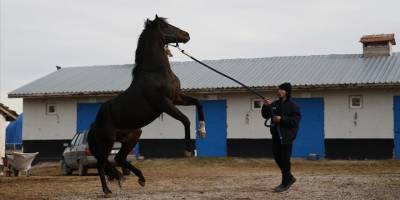 Gazi Koşusu'nu kazanan yarış atı Divine Heart, damızlık olarak kullanılıyor