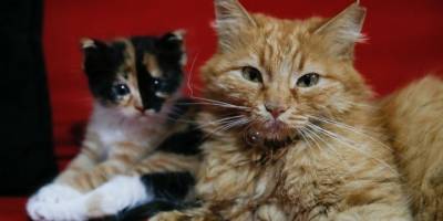 İzmir'de gözleri rahatsız yavrularıyla çekilen görüntüleri internette ilgi gören kedi sahiplenildi