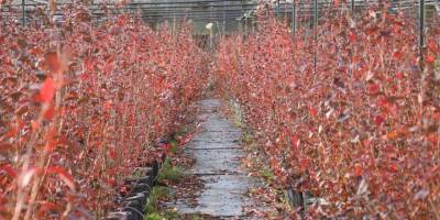 Türkiye yaban mersini üretiminde "Alova Farm" ile dünya pazarına açılacak