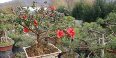 Türkiye'nin ilk "bonsai müzesi" Yalova'da kuruluyor