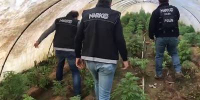 İzmir'de serada Hint keneviri yetiştiren kişi gözaltına alındı