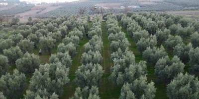 Orta Sakarya Vadisi'ndeki mikroklima etkisine sahip Osmaneli'nde zeytinler hasat ediliyor