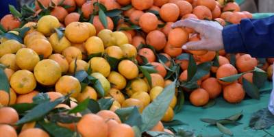 Muğla'da "Bodrum Mandalin Festivali" düzenlendi