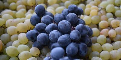 Arapgir'de yetiştirilen üzümler mayısa kadar sofraları süslüyor