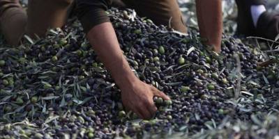 Yahudi yerleşimciler Batı Şeria'da Filistinlilerin zeytinlerini çaldı