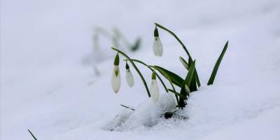 Sakarya'da beyaz örtüyle kaplanan Çam Dağı'nın eteklerini kardelenler süsledi