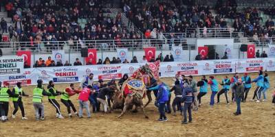 Denizli'de 3. Deve Güreşi Festivali düzenlendi