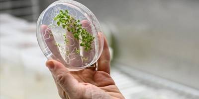 Türk astronot Gezeravcı'nın uzaydaki ilk deneyi uzayda tarım çalışmalarına yön verecek