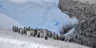Güney Kutbu'nda 4 yeni imparator penguen kolonisi keşfedildi